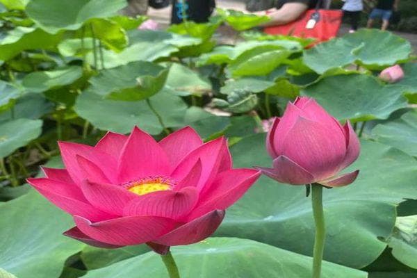 四季赏荷却不结藕？一起来get这些神奇的热带荷花品种！