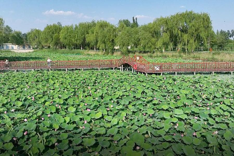 吴忠市利通区“赏花经济”方兴未艾