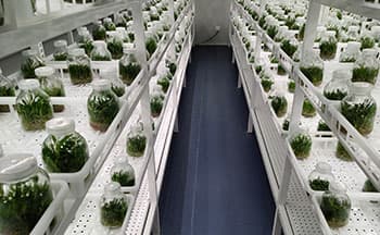 植物组织培养实验室设计规划介绍
