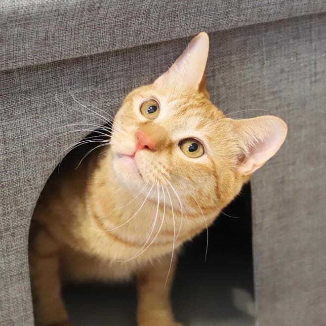 猫咪的"呼噜呼噜"大揭秘！听懂你家猫咪的四种情绪暗号