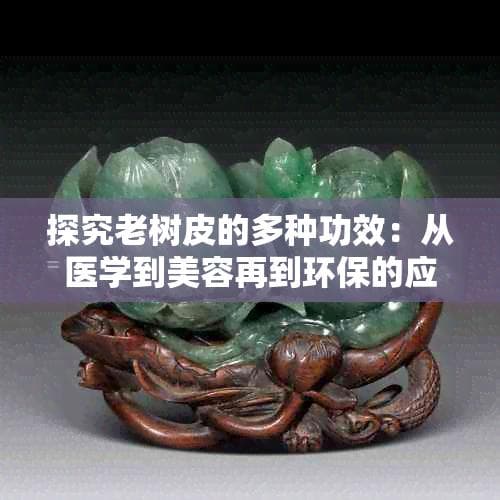 探究老树皮的多种功效：从医学到美容再到环保的应用