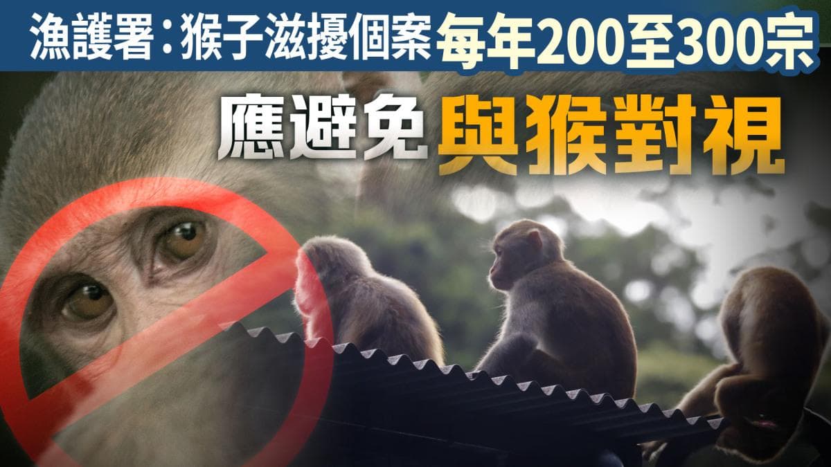香港野生猴子伤人事件频发，专家提醒：切勿接触和喂食猴子