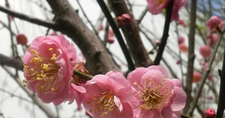 探秘梅花的美丽之处（了解梅花形态、特点及寓意）