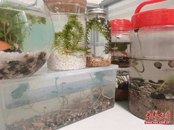 “瓶”中窥生态 贺家土小学科技教育寒假项目式学习成果丰硕