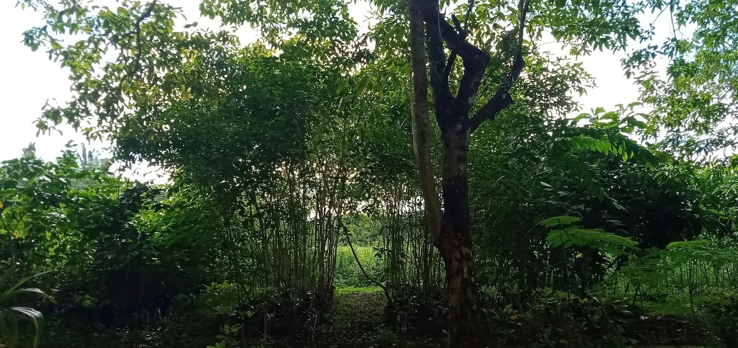 湖南桂阳：玉竹种植如何成为乡村振兴的“金钥匙”？
