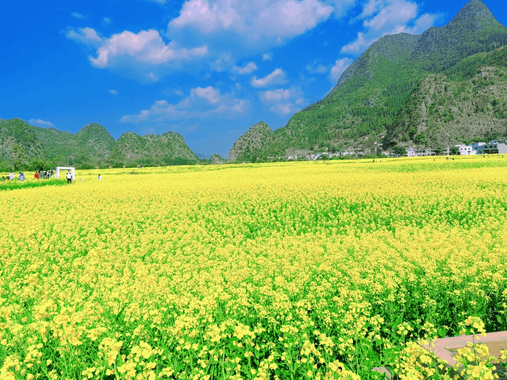 贵州万峰林：春日油菜花海里的喀斯特奇观