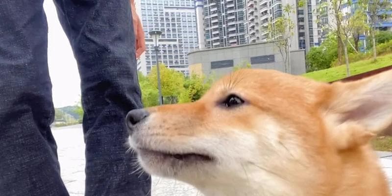 如何训练你的宠物柴犬（从基础训练到高级技巧，教你打造听话的小犬神兽）