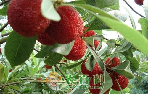 杨梅褐斑病发生原因和无公害防治方法