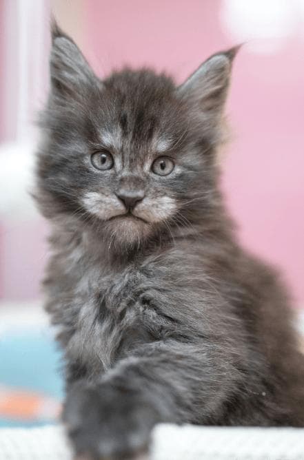 猫咪七大‘求救’信号，看懂这些动作，才知道它已悄悄不舒服！