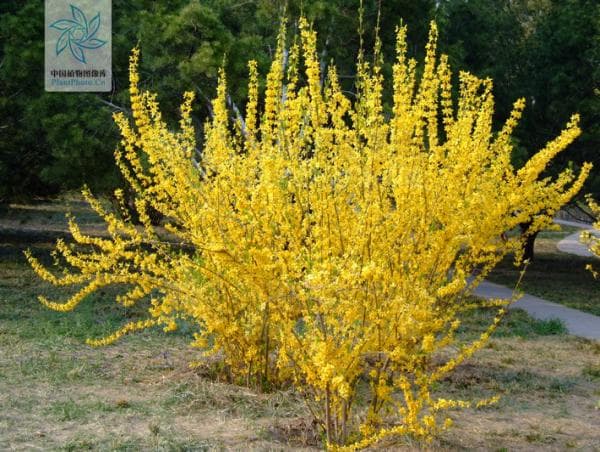 武汉植物园：四种春天黄花植物的识别与欣赏