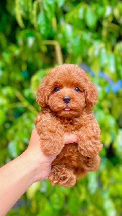 泰迪与比熊的智商比较：各有千秋的犬界精灵