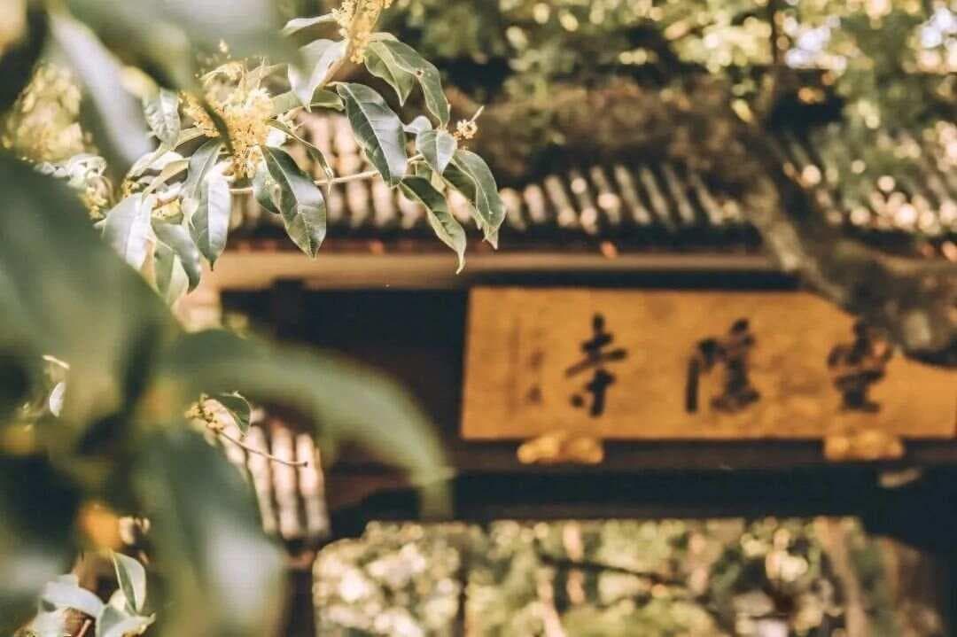 为何说“一人不进庙，二人不看井，三人不抱树”？老祖宗的忠告，不妨听听
