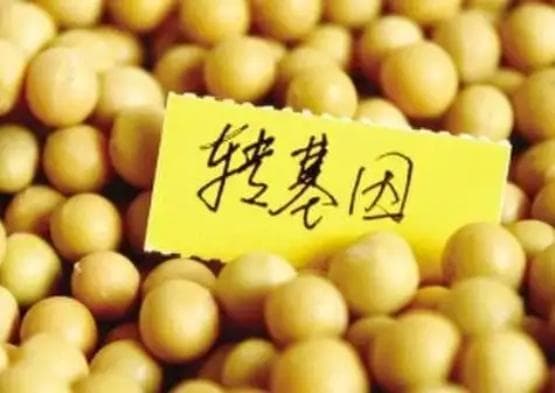 主流转基因作物"安全"结论存疑，科学界需重新审视