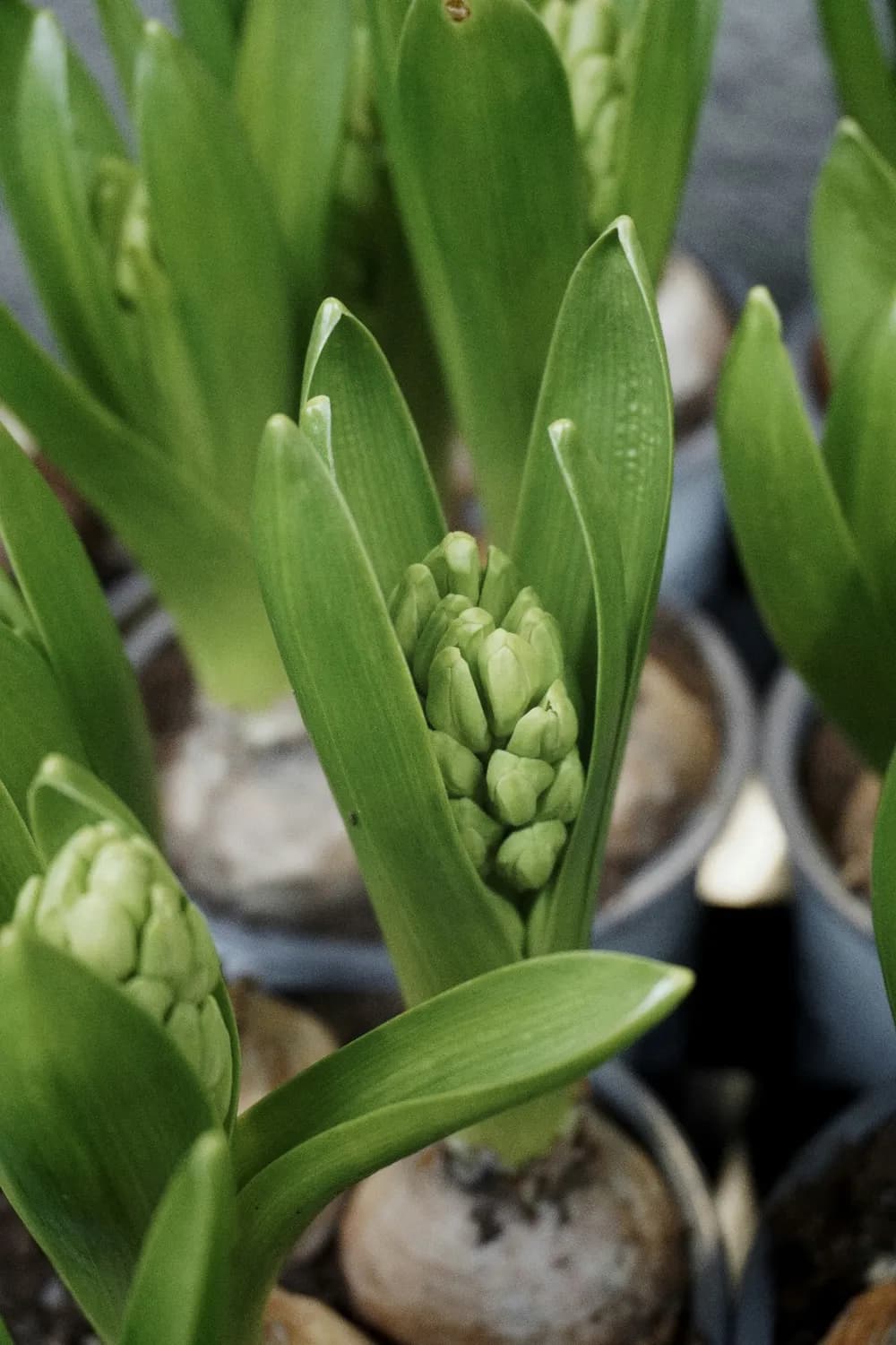上海青产业发展新动向：种植面积扩大、新品种涌现