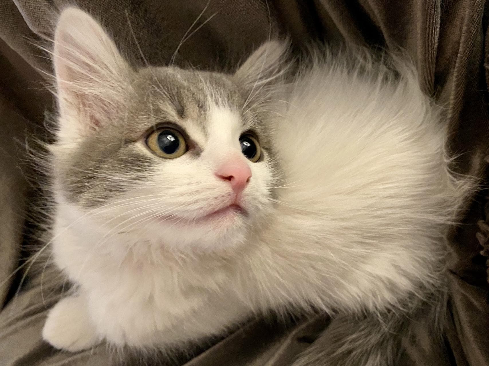曼基康猫：萌动的“小短腿”猫咪