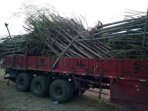 垂柳图片_垂柳种植技术