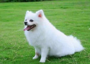 博美犬掉毛原因及应对措施