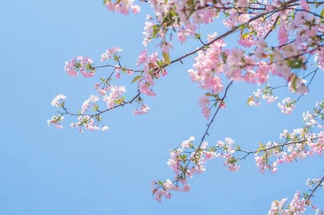 18首踏青诗词，春日游，杏花吹满头，许你一个绝美春天