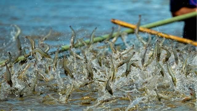虾塘低温期肥水技巧：氨基酸肥料与低温藻种的应用
