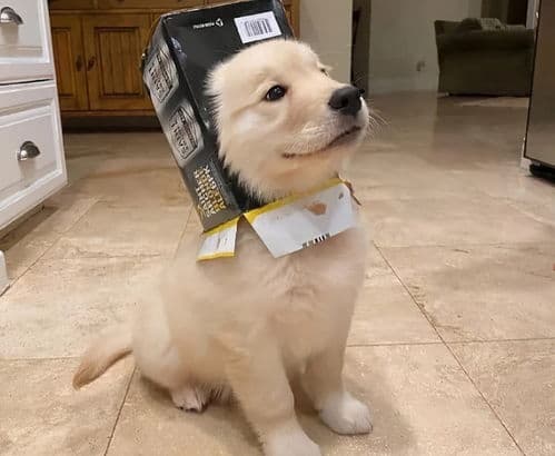训练狗狗减少叫声，提升服从性