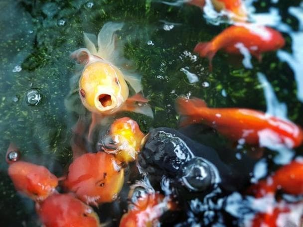 什么时候喂金鱼？金鱼最佳喂食时间：让你的小可爱健康成长！