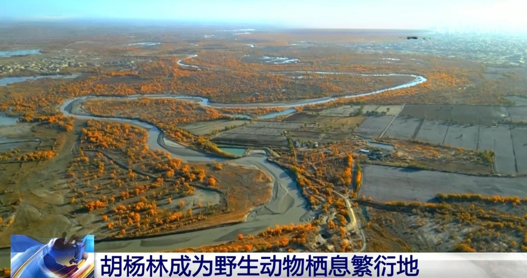 胡杨林成为栖息繁衍地 新疆塔里木河生态保护工作“结硕果”