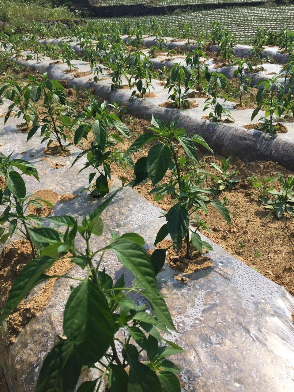 辣椒种植如何正确使用有机肥？