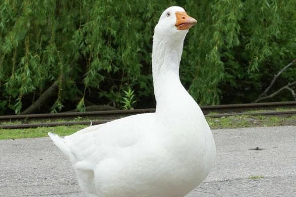 大鹅如何区分公母，可以观察其外形及羽毛