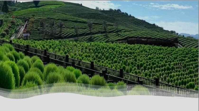 探索恩施藤茶：土家神茶的传奇与传承