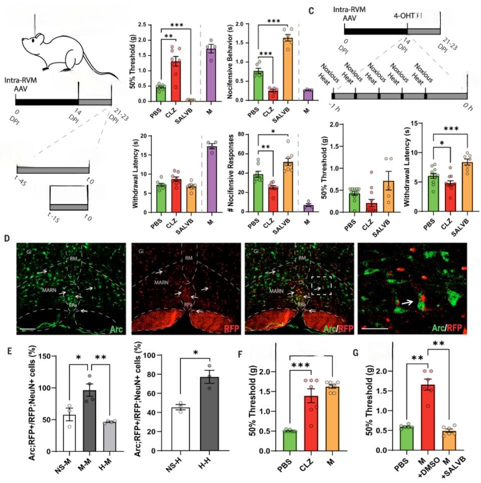 Science：揭秘吗啡镇痛机制，RVM神经元集群发挥关键作用