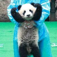 动物界分多少门