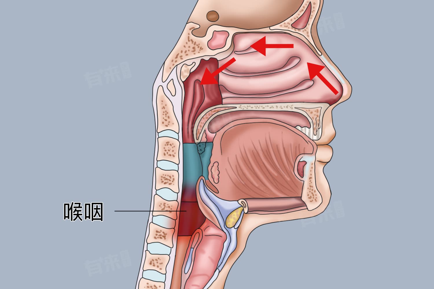 经常喉咙痛什么原因