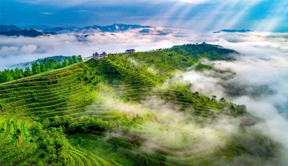 寻味毛尖茶 留住非遗香：破解都匀毛尖茶的“风味密码”