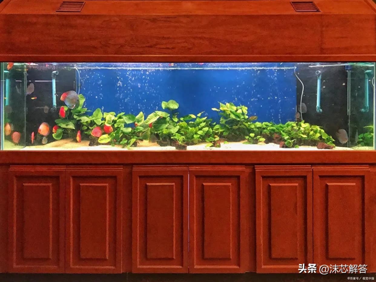 鱼缸里水为什么老变绿？一文详解原因与解决方案