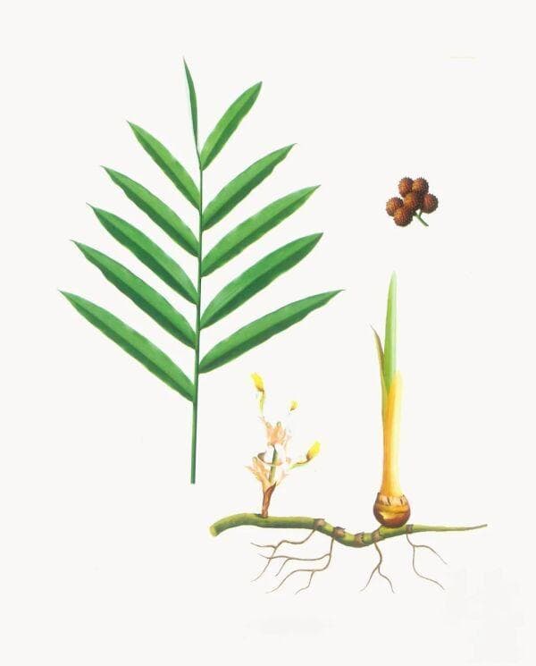 每日中药本草：砂仁，调理脾胃必备：砂仁的健脾开胃功效与食疗方