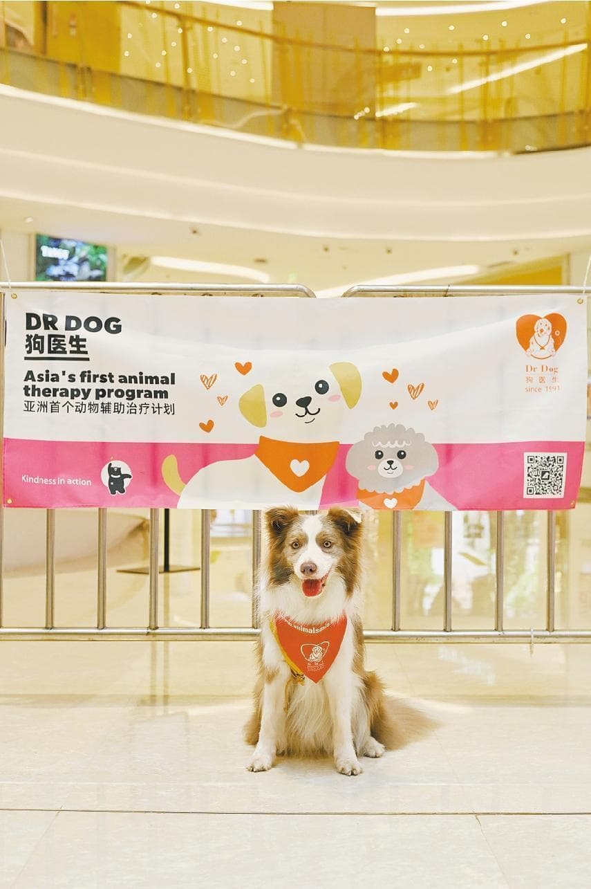 有一种治愈，由可爱的狗狗带来