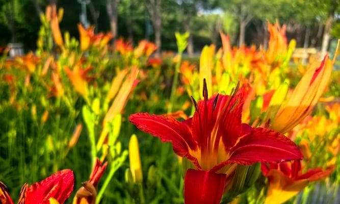 植物比喻在文学中的应用是什么？
