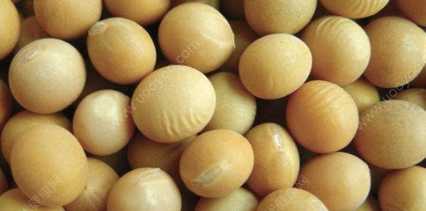 大豆不只是碳水化合物：全面解析大豆的营养成分