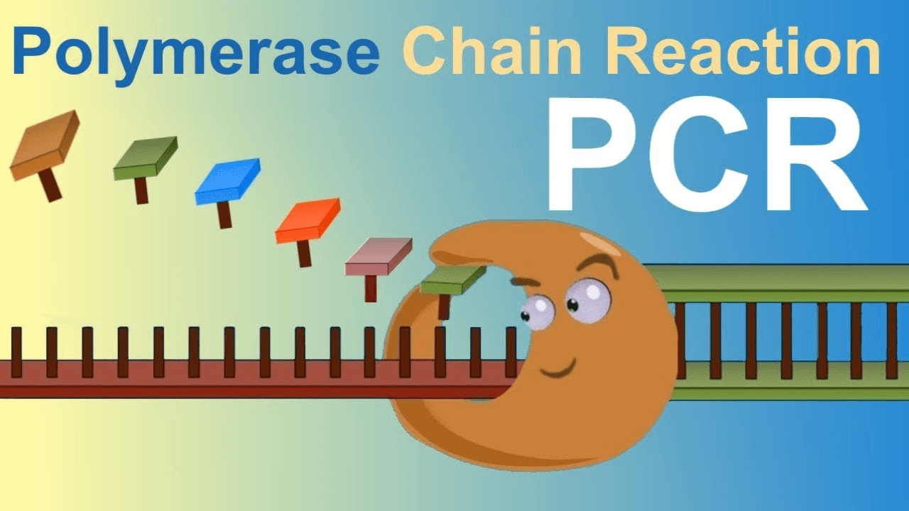 6分钟看懂分子生物学聚合酶链式反应(PCR)