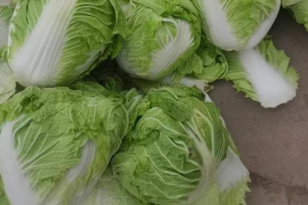 最好吃的大白菜品种排行榜