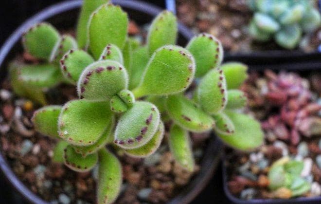 熊童子的种植和养护方法