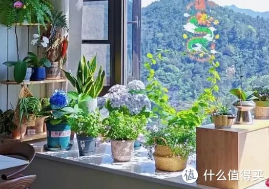 卧室摆这4种“夜伴花”，身体越来越棒！难怪生活达人都爱养