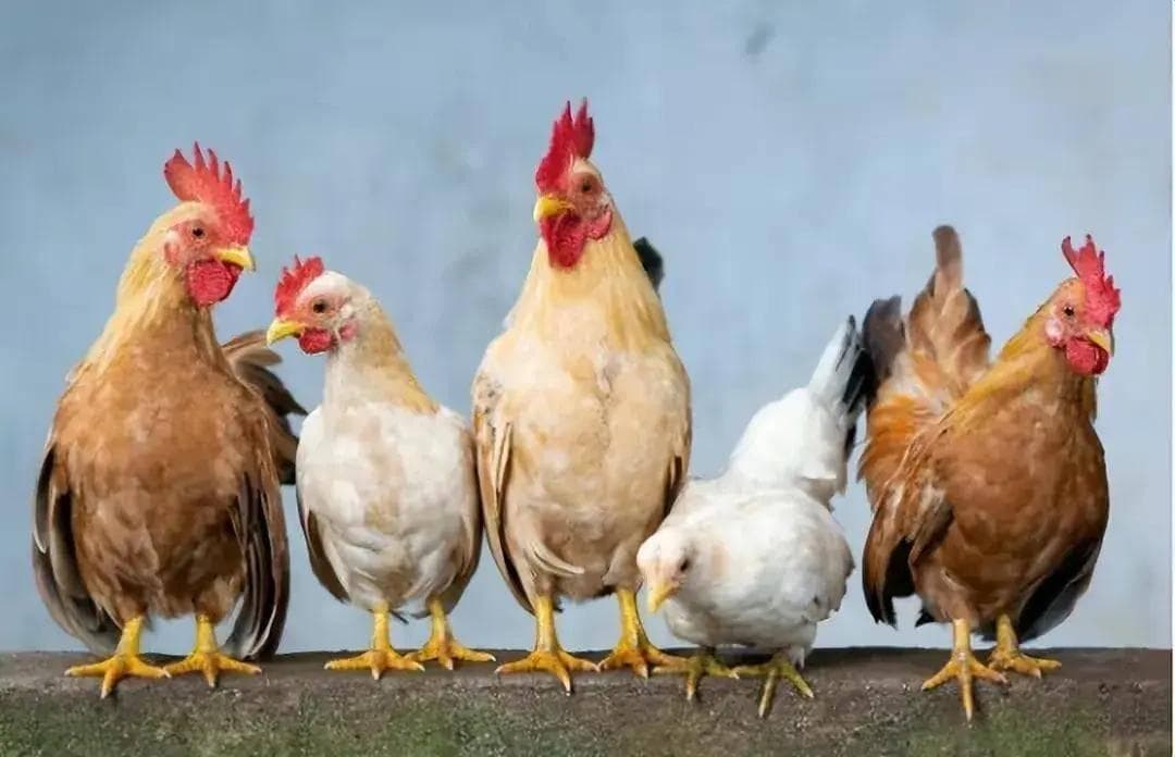公鸡为何能准时打鸣？生物钟与光照是关键
