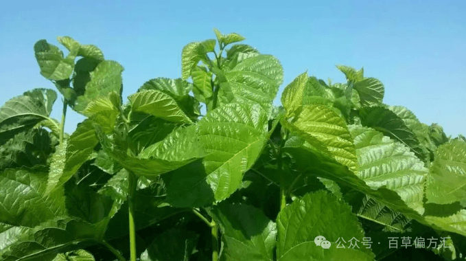 中草药：桑叶泡水喝的6大功效和作用
