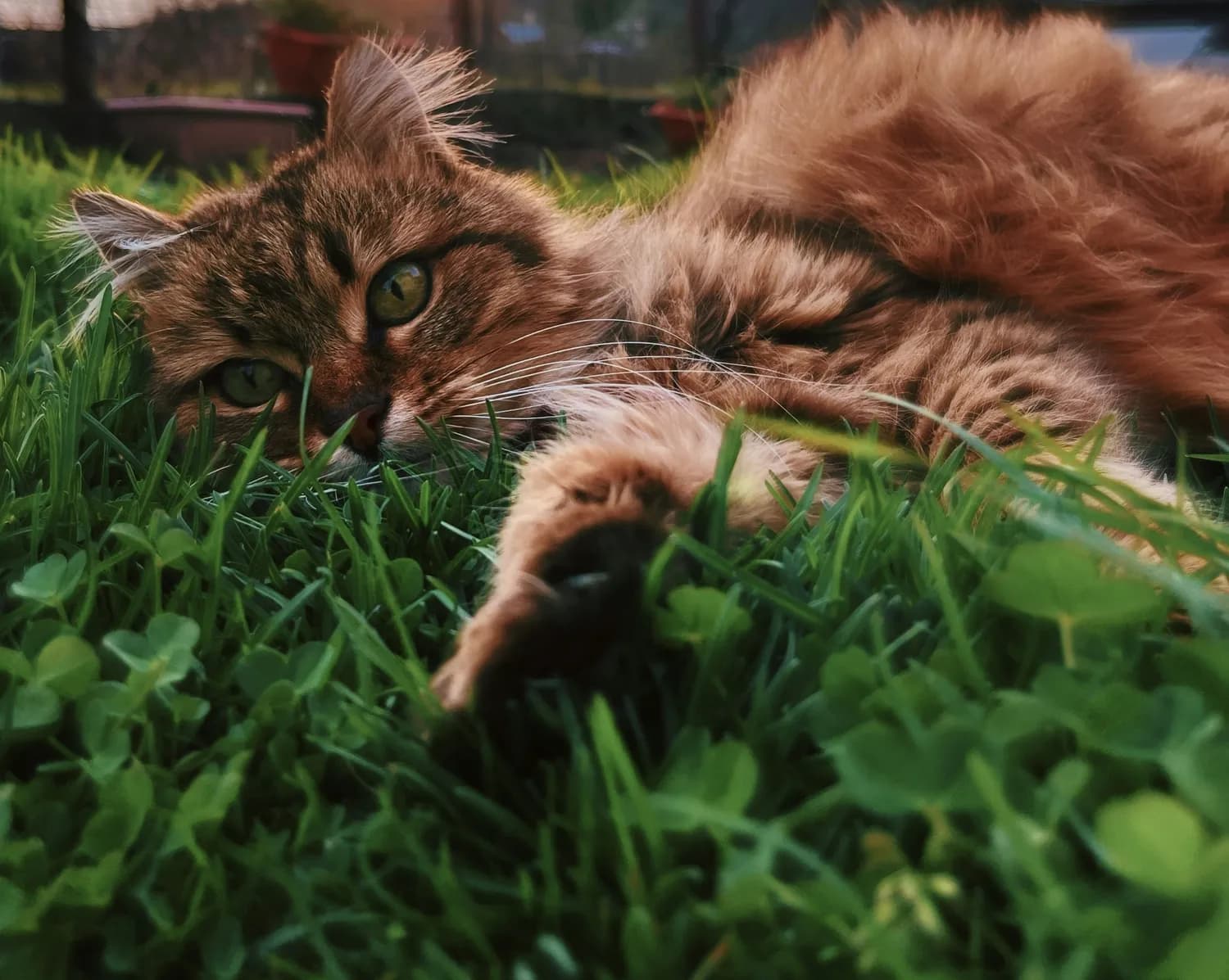 猫草助排毛球补营养，一周两次最安全