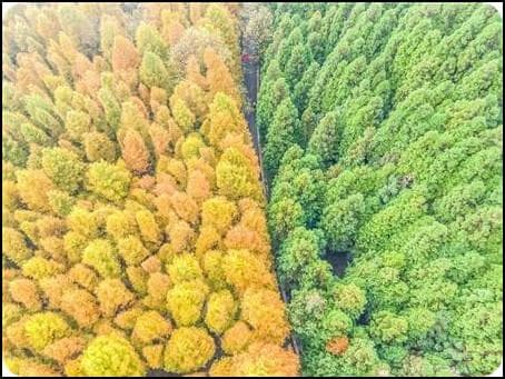 金佛山自驾环线攻略
