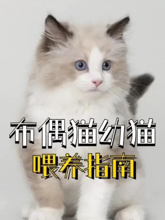 布偶猫养护指南：从饮食到健康，全方位详解新手必知细节
