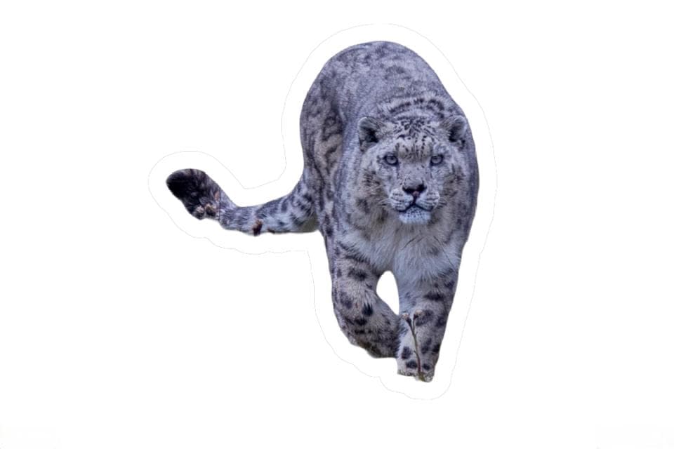 雪豹的“猫步”：悄无声息的生存智慧