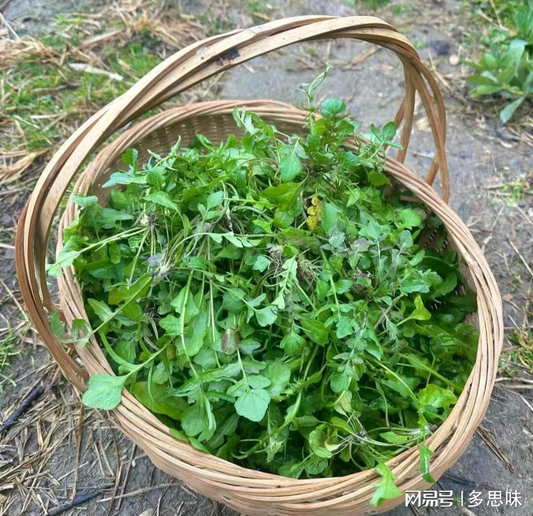 立春后必吃的6种应季蔬菜：从挑选到烹饪全攻略