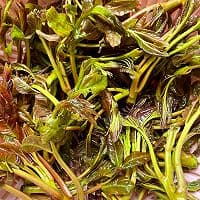 香椿炒鸡蛋